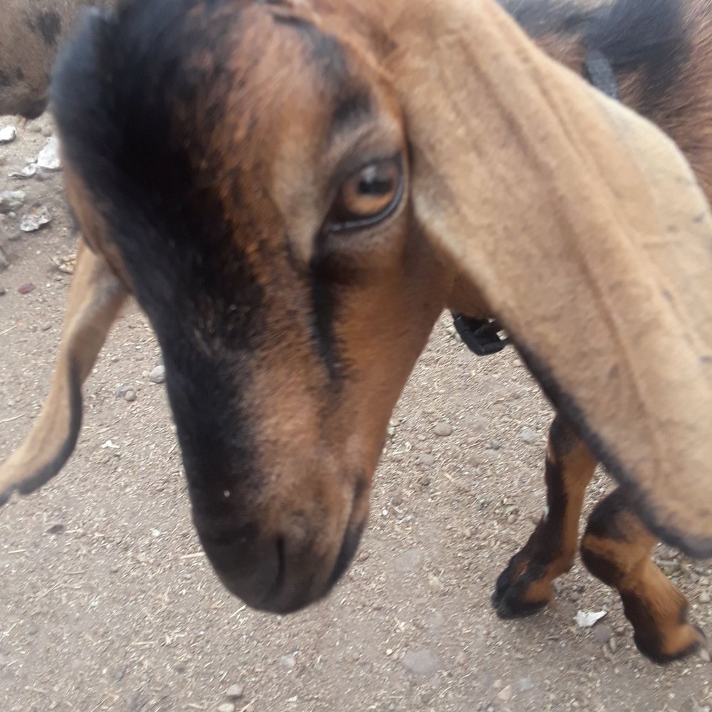 This is Magnus my boy that we needed to purchase raw goats milk for when his momma wasnt producing milk. Left Foot Farm helped us out! This is Magnus my boy that we needed to purchase raw goats milk for when his momma wasnt producing milk. Left Foot Farm helped us out!