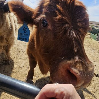 Bougie Cattle Company - Petting Zoos Near Me - Apple Valley, California