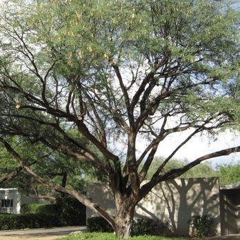 Russ Chandler's Tree Service - Mesquite perfection - Tree Services Near Me - Phoenix, Arizona Russ Chandler's Tree Service - Mesquite perfection - Tree Services Near Me - Phoenix, Arizona