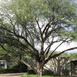 Russ Chandler's Tree Service - Mesquite perfection