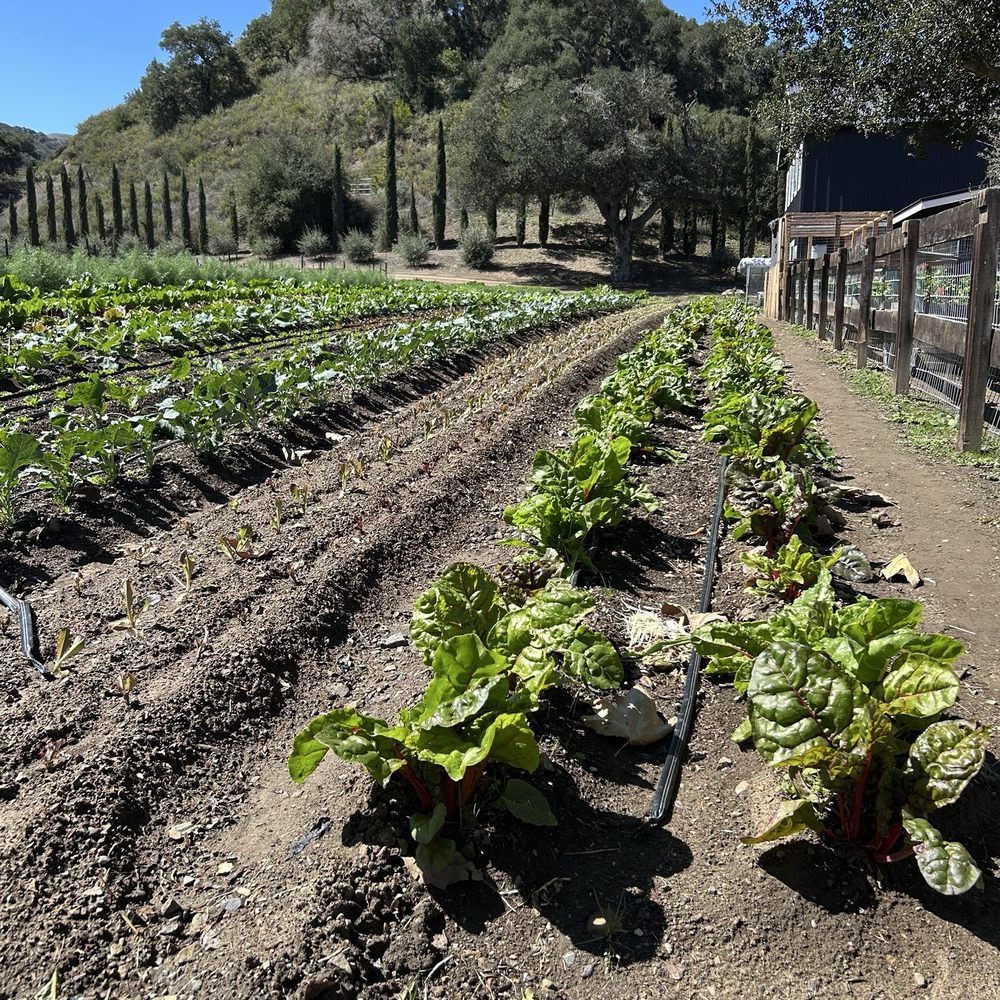 Vega Vineyard and Farm - Garden - Wineries Near Me - Buellton, California