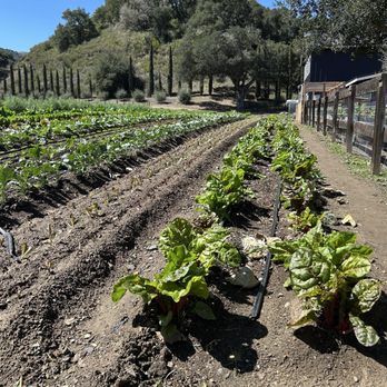 Vega Vineyard and Farm - Garden - Wineries Near Me - Buellton, California Vega Vineyard and Farm - Garden - Wineries Near Me - Buellton, California