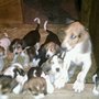 Photo of Keswick Hunt Club