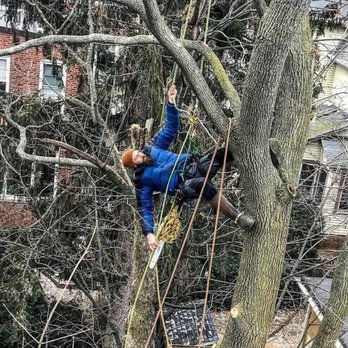 Freedom Tree - Tree Services Near Me
