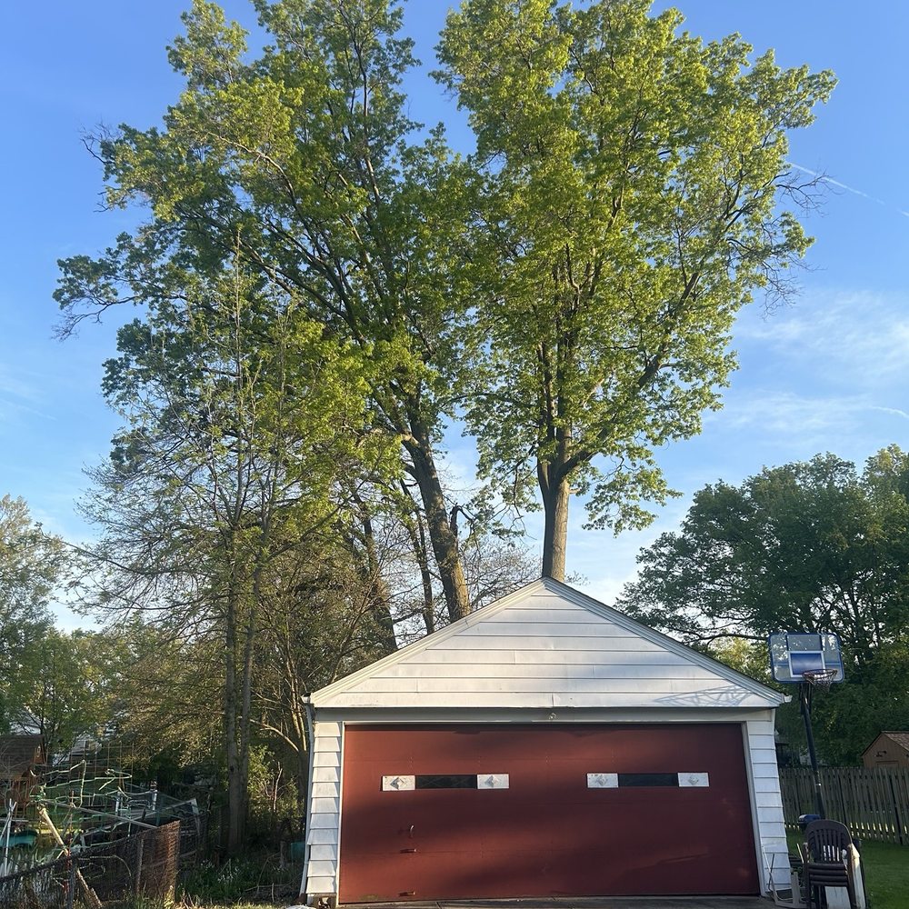 Schades Tree Service - Giant V'd oak-was one of the biggest around, I'm sure - Tree Services Near Me - North Royalton, Ohio