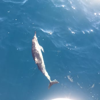 Blue Dolphin Charters - spinner dolphin - Boating Near Me - Eleele, Hawaii