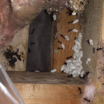 Victoria Pest Control - Pest Control Near Me - Victoria, British Columbia Victoria Pest Control - Pest Control Near Me - Victoria, British Columbia