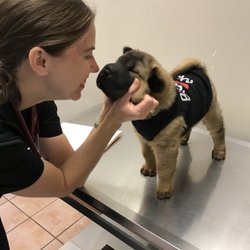 low cost vet round rock