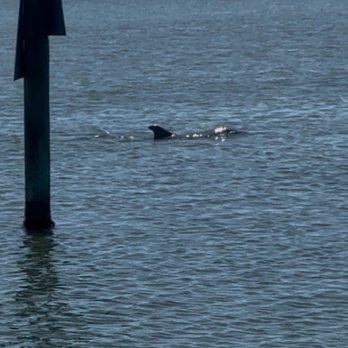 Cocoa Beach Eco Tours - Boat Tours Near Me - Cocoa Beach, Florida