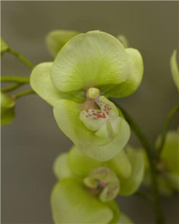 Millbourne Electrolysis Centre Logo