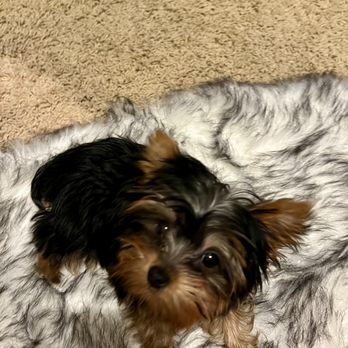 PetSmart - Baby Stella - Pet Training Near Me - Phoenix, Arizona PetSmart - Baby Stella - Pet Training Near Me - Phoenix, Arizona