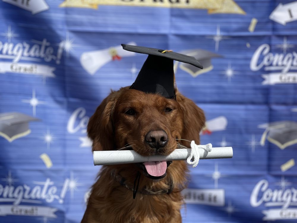 TOP DOG OBEDIENCE TRAINING Updated October 2024 24B Bartley