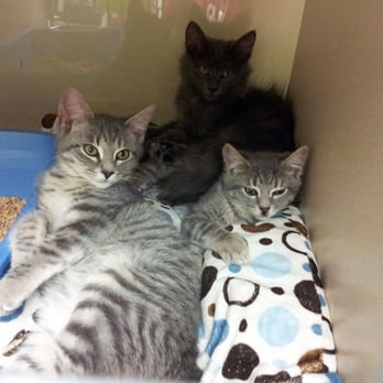 Furkids - Animal Shelters Near Me - Cumming, Georgia Furkids - Animal Shelters Near Me - Cumming, Georgia