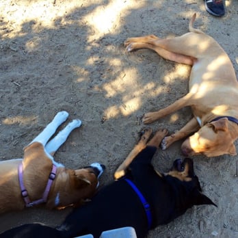 Airport Park - Great place to get the dog's energy out. - Dog Parks Near Me - Santa Monica, California Airport Park - Great place to get the dog's energy out. - Dog Parks Near Me - Santa Monica, California