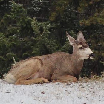 Hidden Ridge Resort - Our daily breakfast company, just outside our condo screen door. - Resorts Near Me - Banff, Alberta