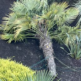 Palm that had blown down during a wind storm Palm that had blown down during a wind storm