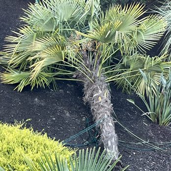 Terry's Tree Service - Palm that had blown down during a wind storm - Tree Services Near Me - Livermore, California Terry's Tree Service - Palm that had blown down during a wind storm - Tree Services Near Me - Livermore, California