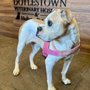 Photo of Doylestown Veterinary Hospital & Holistic Pet Care
