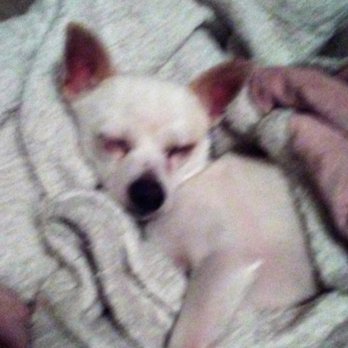 Puppy Dogs R Us - first night at new home, been a really busy day - Animal Shelters Near Me - Dayton, Texas Puppy Dogs R Us - first night at new home, been a really busy day - Animal Shelters Near Me - Dayton, Texas