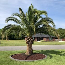 Jax Palm Trees - Finished and unwrapped. Magnificent!