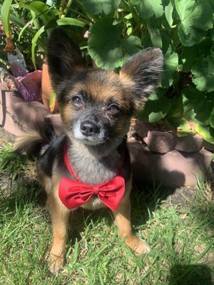 Petco San Juan Capistrano