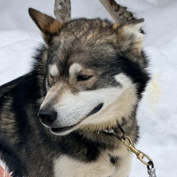 Snowy Owl Sled Dog Tours - Tours Near Me - Canmore, Alberta Snowy Owl Sled Dog Tours - Tours Near Me - Canmore, Alberta
