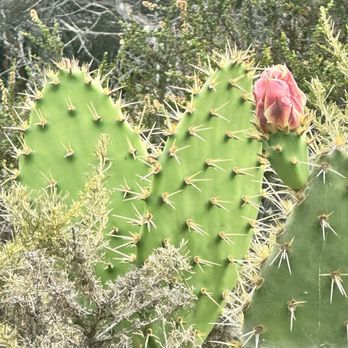 Torrey Pines State Reserve - Prickly Pear Cactus - Parks Near Me - La Jolla, California Torrey Pines State Reserve - Prickly Pear Cactus - Parks Near Me - La Jolla, California