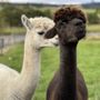 Robertsons Children's Farm and the Larder