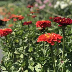 Pilchuck Family Farm