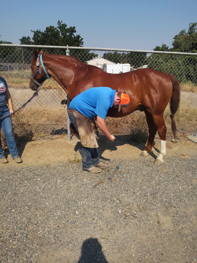 TEX GOSSETT FARRIER SERVICE Updated August 2024 Fair Oaks
