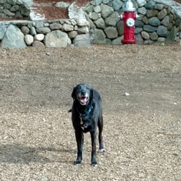 Having fun at Muddy Paws!