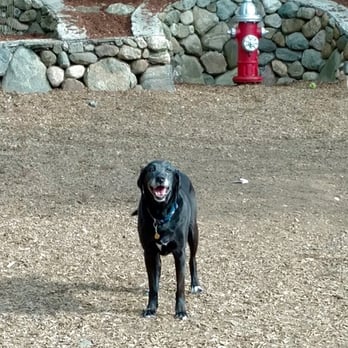 Muddy Paws - Having fun at Muddy Paws! - Dog Walkers Near Me - Woburn, Massachusetts