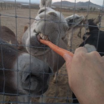 Wild Horse and Burro - Arts & Entertainment Near Me - Ridgecrest, California