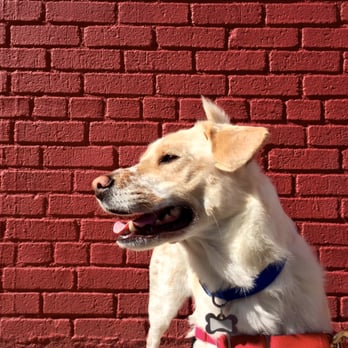 MixyPaws - Freckles! - Dog Walkers Near Me - New York, New York MixyPaws - Freckles! - Dog Walkers Near Me - New York, New York