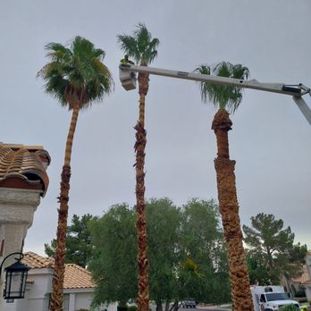 Beaver Brothers Tree Service - Cherry picker with chain saw for the larger trees in my front yard. (Left one about to be done, other two finished.) - Tree Services Near Me - Las Vegas, Nevada Beaver Brothers Tree Service - Cherry picker with chain saw for the larger trees in my front yard. (Left one about to be done, other two finished.) - Tree Services Near Me - Las Vegas, Nevada