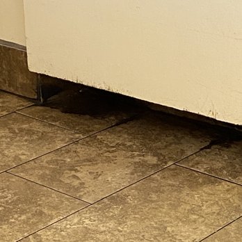 Alexi's Family Restaurant - a cat sitting on the floor - Diners Near Me - Phoenix, Arizona Alexi's Family Restaurant - a cat sitting on the floor - Diners Near Me - Phoenix, Arizona