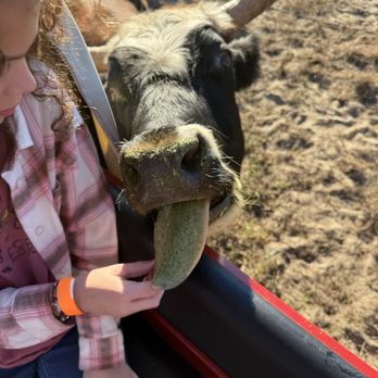 Whispering Oaks Miniature Ranch - Attraction Farms Near Me - Clermont, Florida Whispering Oaks Miniature Ranch - Attraction Farms Near Me - Clermont, Florida