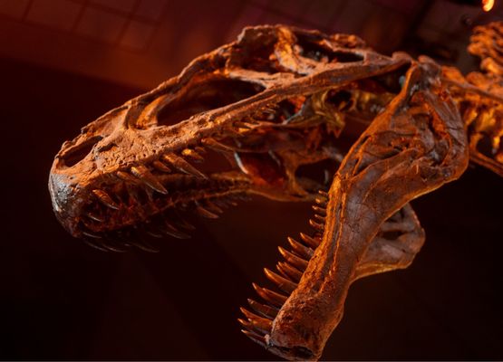 Houston Museum of Natural Science by null