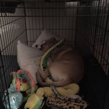 VCA Dover Animal Hospital - Our dog ~2 hours after his vet visit. He was unable to stand alone, slept since we arrived home, and wouldn't eat or drink. - Veterinarians Near Me - Dover, Delaware VCA Dover Animal Hospital - Our dog ~2 hours after his vet visit. He was unable to stand alone, slept since we arrived home, and wouldn't eat or drink. - Veterinarians Near Me - Dover, Delaware