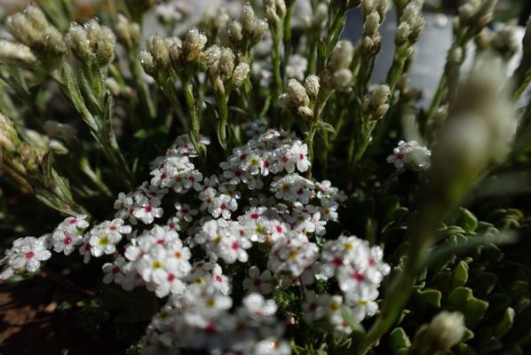 Betty Ford Alpine Gardens by null
