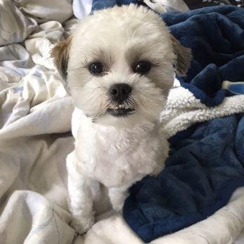 Laura's Classy Canines - Close up of his face! - Pet Groomers Near Me - Davie, Florida