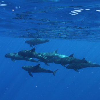 Iruka Hawaii Dolphin - Snorkeling Near Me - Honolulu, Hawaii