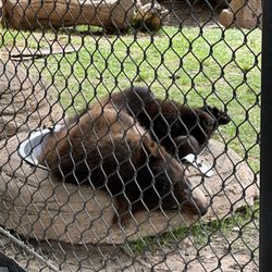 Baylor Bear Habitat