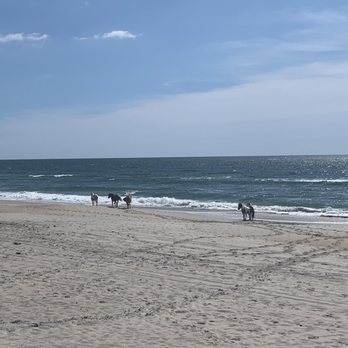 Assateague State Park - Horses walking the beach - Parks Near Me - Berlin, Maryland