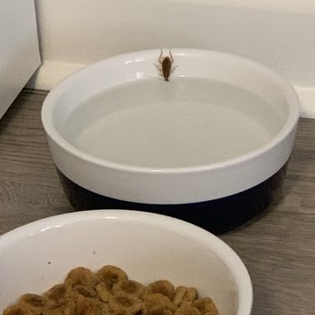 Lake House - Alive cockroach drinking water out of my dogs dish.... what on earth - Apartments Near Me - Davenport, Florida Lake House - Alive cockroach drinking water out of my dogs dish.... what on earth - Apartments Near Me - Davenport, Florida