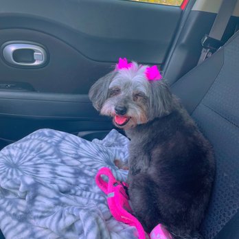 A Dogs Life - Pet Groomers Near Me - Spring, Texas