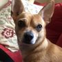 Jet Pet Resort NorthShore