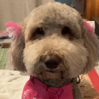 Chixie - Pet Groomers Near Me - Spring, Texas