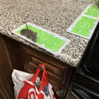 Invitation Homes - Mice - Property Management Near Me - Chandler, Arizona