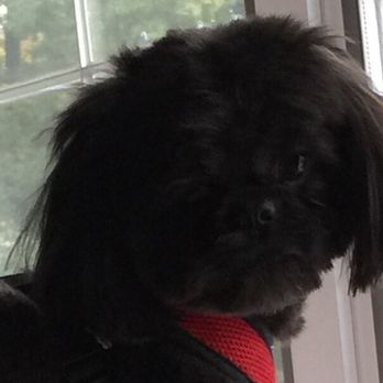 Furrtastic Paws Fancy Tails - This guy is just 2 - Pet Groomers Near Me - Mahwah, New Jersey Furrtastic Paws Fancy Tails - This guy is just 2 - Pet Groomers Near Me - Mahwah, New Jersey